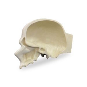 anatomisches Schädelmodell 1