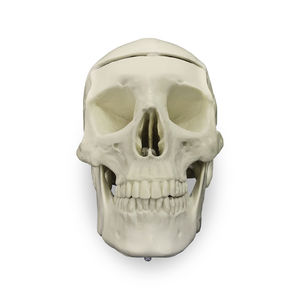Anatomisches Modell / Knochen