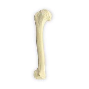 Anatomisches Modell / Humerus 1