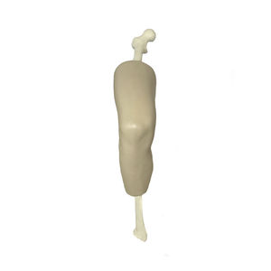 Anatomisches Modell / Knie