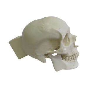 anatomisches Schädelmodell 1