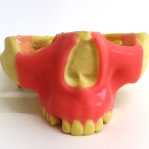 Anatomisches Modell / Oberkiefer 1
