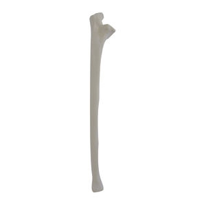 Anatomisches Modell / Knochen