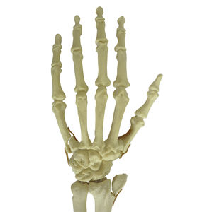 Anatomisches Modell / Knochen