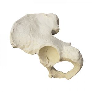 Anatomisches Modell / Hemi-Pelvis