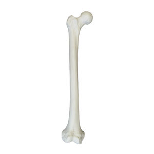 Anatomisches Modell / Knochen