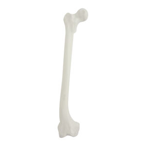 Anatomisches Modell / Knochen
