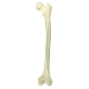 Anatomisches Modell / Knochen