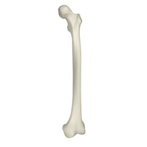 Anatomisches Modell / Knochen 1