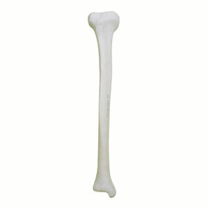 Anatomisches Modell / Knochen