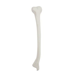 Anatomisches Modell / Knochen 1