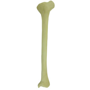 Anatomisches Modell / Knochen 1