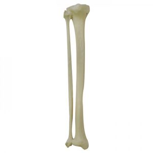 Anatomisches Modell / Knochen