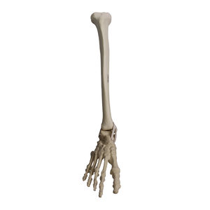 Anatomisches Modell / Knochen 1