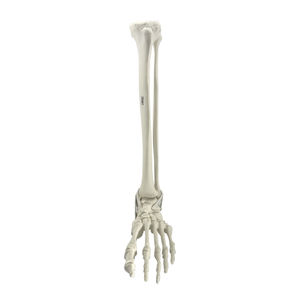 Anatomisches Modell / Knochen 1