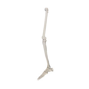 Anatomisches Modell / Knochen 1