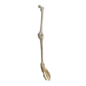 Anatomisches Modell / Knochen 1