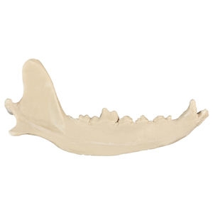 Anatomisches Modell / Knochen 1