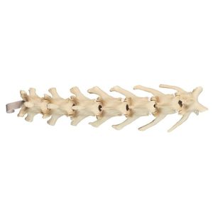 Lendenwirbelsäule anatomisches Modell 1
