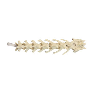 Anatomisches Modell / Lumbal-Sakral 1