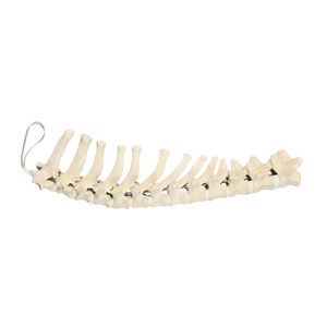 Anatomisches Modell / Brustwirbel