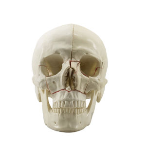 anatomisches Schädelmodell