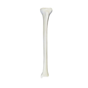 Anatomisches Modell / Knochen