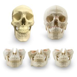 anatomisches Schädelmodell 1