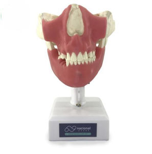 Trainingspuppe für Endodontie