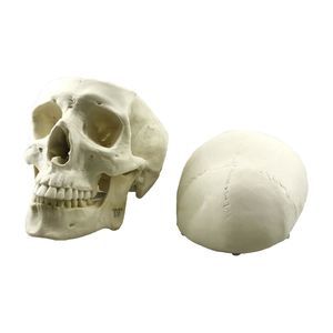anatomisches Schädelmodell