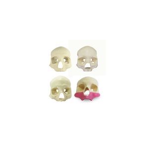 anatomisches Schädelmodell 1