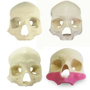 anatomisches Schädelmodell