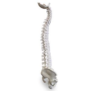 Anatomisches Modell / Becken