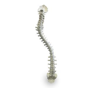 Anatomisches Modell / Wirbelsäule