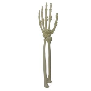 Anatomisches Modell / Knochen 1