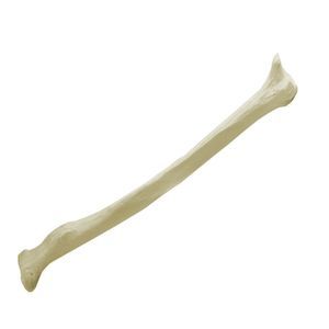 Anatomisches Modell / Knochen