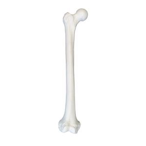 Anatomisches Modell / Knochen 1