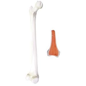 Anatomisches Modell / Knochen 1