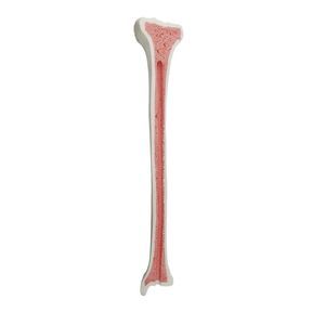 Anatomisches Modell / Knochen 1