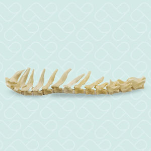 Anatomisches Modell / Thorax 1