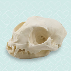 anatomisches Schädelmodell 1