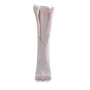 Anatomisches Modell / Metacarpal 1