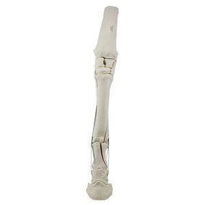 Anatomisches Modell / Knochen 1