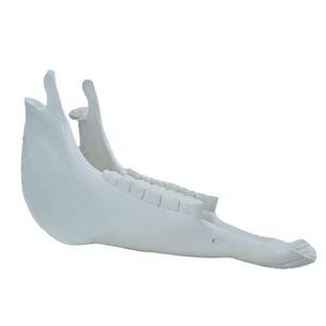 Anatomisches Modell / Unterkiefer 1