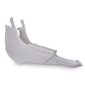 Anatomisches Modell / Kiefer 1