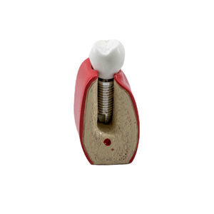 Anatomisches Modell / Dental 1