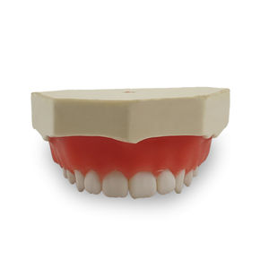Anatomisches Modell / Zahn 1