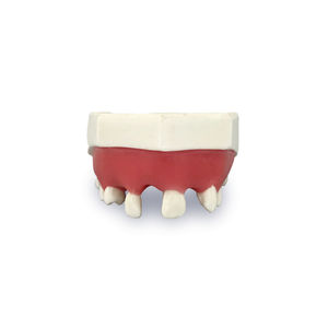 Anatomisches Modell / Zahn 1