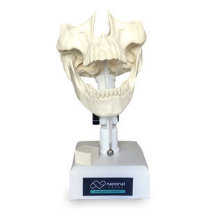 Anatomisches Modell / Unterkiefer 1