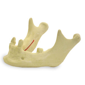 Anatomisches Modell / Knochen 1